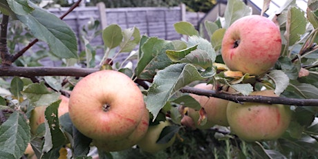 Introduction to Permaculture in London primary image