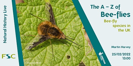The A to Z of Bee-flies tickets