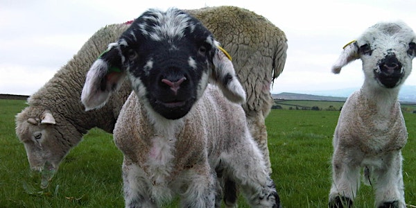 Family Lambing Experience