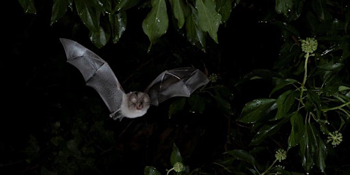 Bat walk in Nailsea