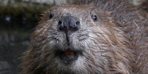 Beaver Ecology & Conservation