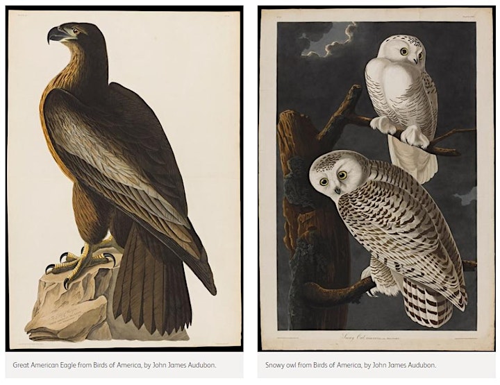 
		Audubon’s Birds of America image
