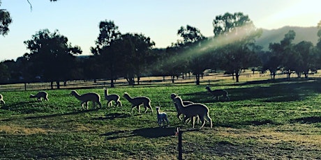 Alpaca Encounter and Feeding Experience tickets