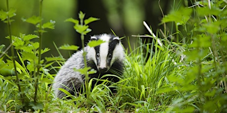 Badger Watch primary image