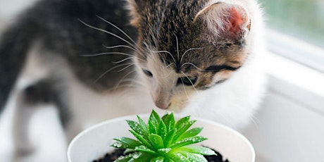 Succulent Arrangement & Kitties tickets