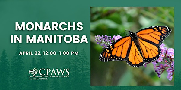 Monarchs in Manitoba: How to Protect our Butterflies