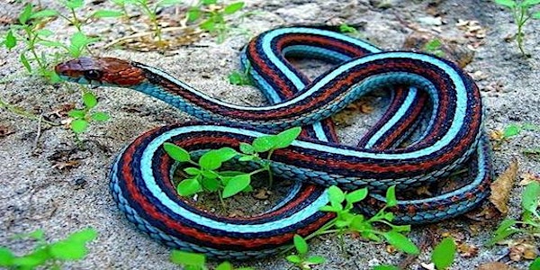 TATUR Snake Run