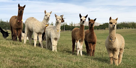 Introduction to Alpacas - Husbandry and Handling tickets