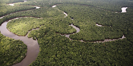 Primaire afbeelding van WWF-Livestream  'bomen over bossen'