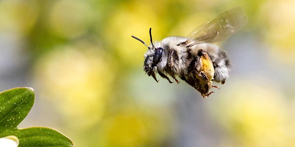 Elizabeth Elle (Simon Fraser University) “Save the Wild Bees: How They Help...
