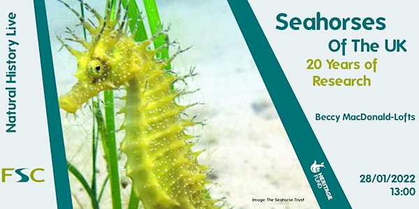 Seahorses Of The UK: 20 Years of Research