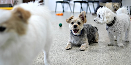 Small-Dog Play at Dog Day Getaway! primary image