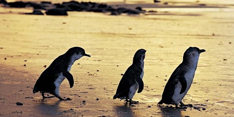 GSA Saturday Day Trip: Phillip Island Penguins & Koalas primary image