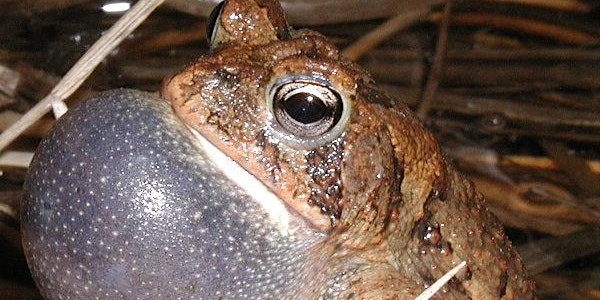 Ohio Amphibian Research & Conservation Conference