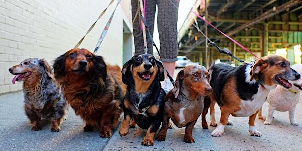 La Jolla Mutt Mingle by Zen Pet Sitting