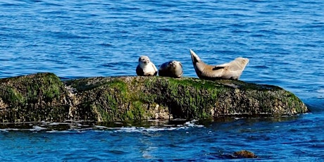 Seal Walks at Montauk Point State Park, $4 cash per person upon arrival tickets