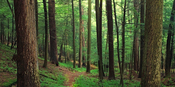 Shinrin Yoku / Bain de forêt (en ANGLAIS)