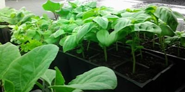 Free Workshop: Grow Your Own Seedlings