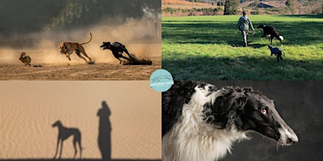 Online-Seminar Reihe "Windhunde verstehen" Teil 1 bis Teil 4 primary image