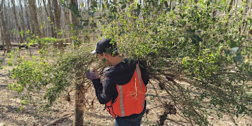 Image principale de Privet Pull