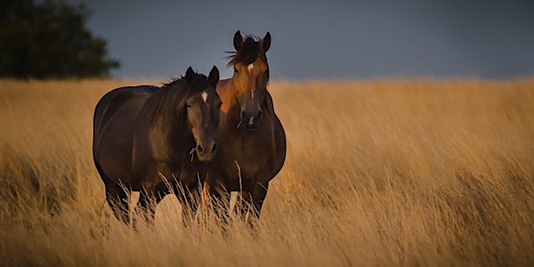 Healthy Horse & Land Expo 2016