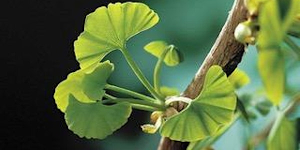 Meditation with Trees (Ginkgo biloba)- with Mel Sutton