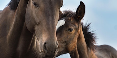Problem mares and problem foals tickets