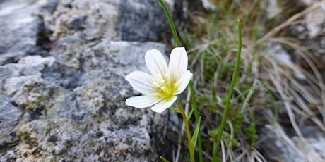 Snowdonia - Mountain & Alpine Flowers primary image