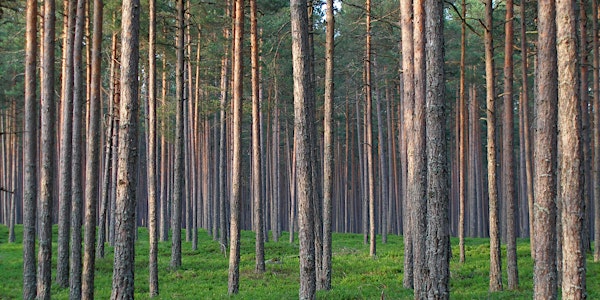 Looking Ahead: Opportunities in Value Added Wood