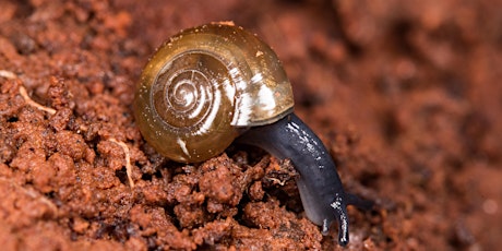 Introduction to Slugs and Snails with Brian Eversham tickets