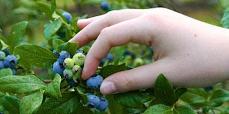 Tegg's Nose Bilberry Pick Summer 2016 primary image