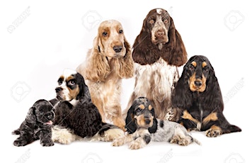 Spaniels (all types) Doggy Socials tickets