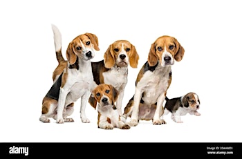 Beagle Doggy Social tickets
