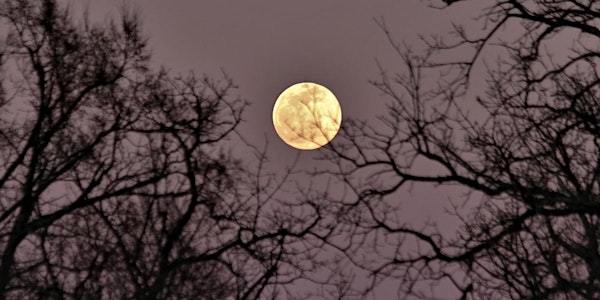 Shinrin Yoku / Bain de forêt - Spécial "Pleine Lune" (en FRANCAIS)