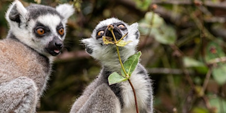 Lemur Bedtime tickets