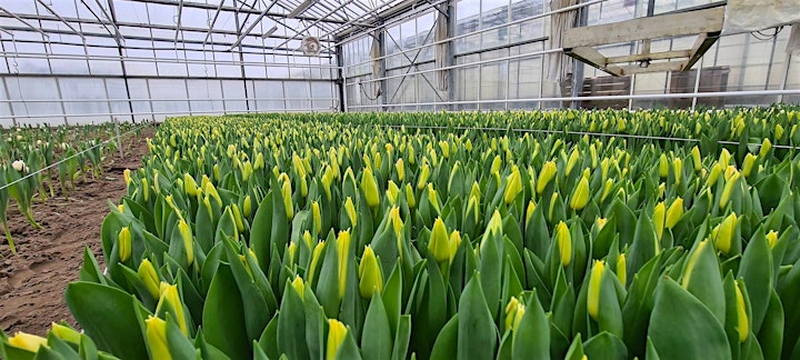 UPDATED - Winter Tulip Farm Guided Visit image