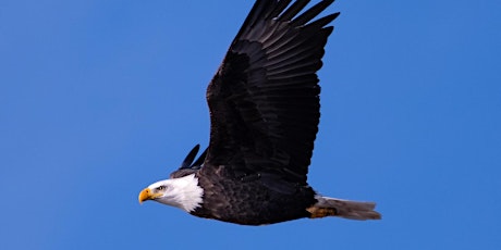 Bald Eagles Photography Workshop - Located in New York