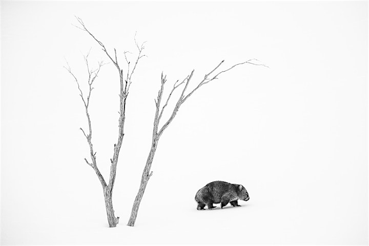 
		The Art of Photographing Wildlife in Black & White with Charles Davis image
