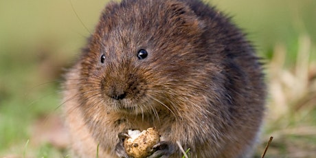 Water Voles and other Riverside Mammals with Iain Webb and Ruth Hawksley tickets