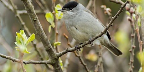 An Introduction to Woodland Bird ID and Birdsong with Paul Gosling tickets