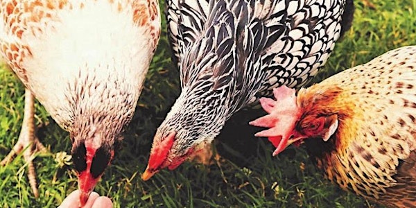 Easter at Hen Corner