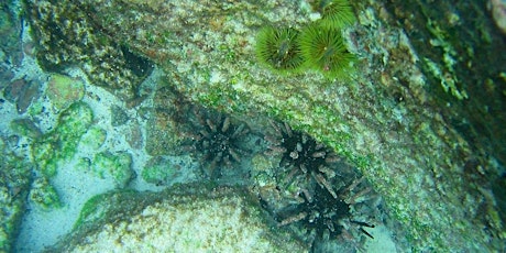 CSUN Virtual Orientation-Underwater Landscapes of the Galapagos Islands primary image