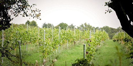 Vineyard Experience (Tour and Tasting) billets