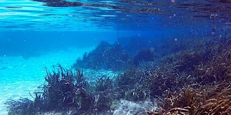 Weeki Wachee Springs: What Lies Above and Below primary image