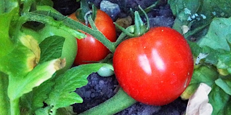 CANCELLED--Tomato Grafting Workshop-2016 primary image