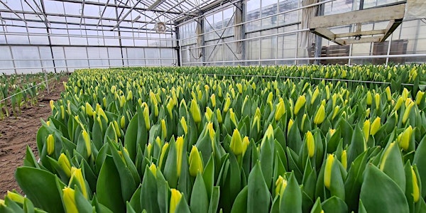 UPDATED - Winter Tulip Farm Guided Visit