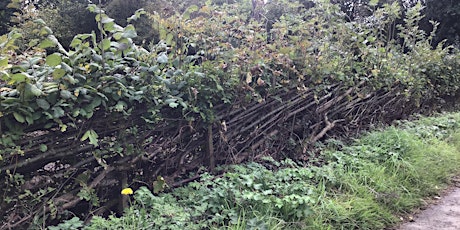 Hedgelaying tickets
