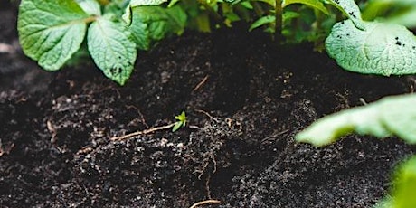 FREE Workshop: Soil: Really Important Tiny Lives