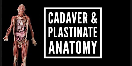 CADAVER & PLASTINATE ANATOMY primary image