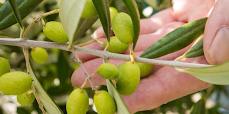 IN THE OLIVE ORCHARD- A Sensory Tasting and Learning Experience tickets
